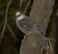 Image of Boreal Jays