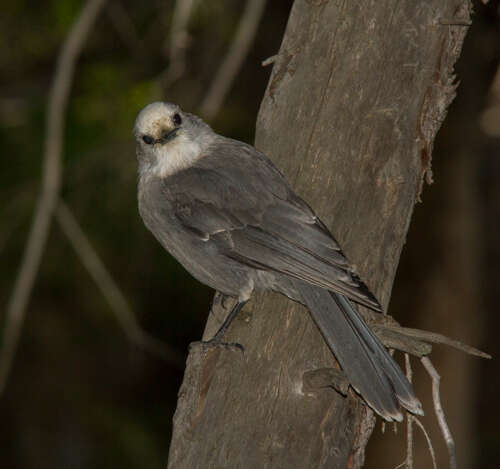 Image of Boreal Jays