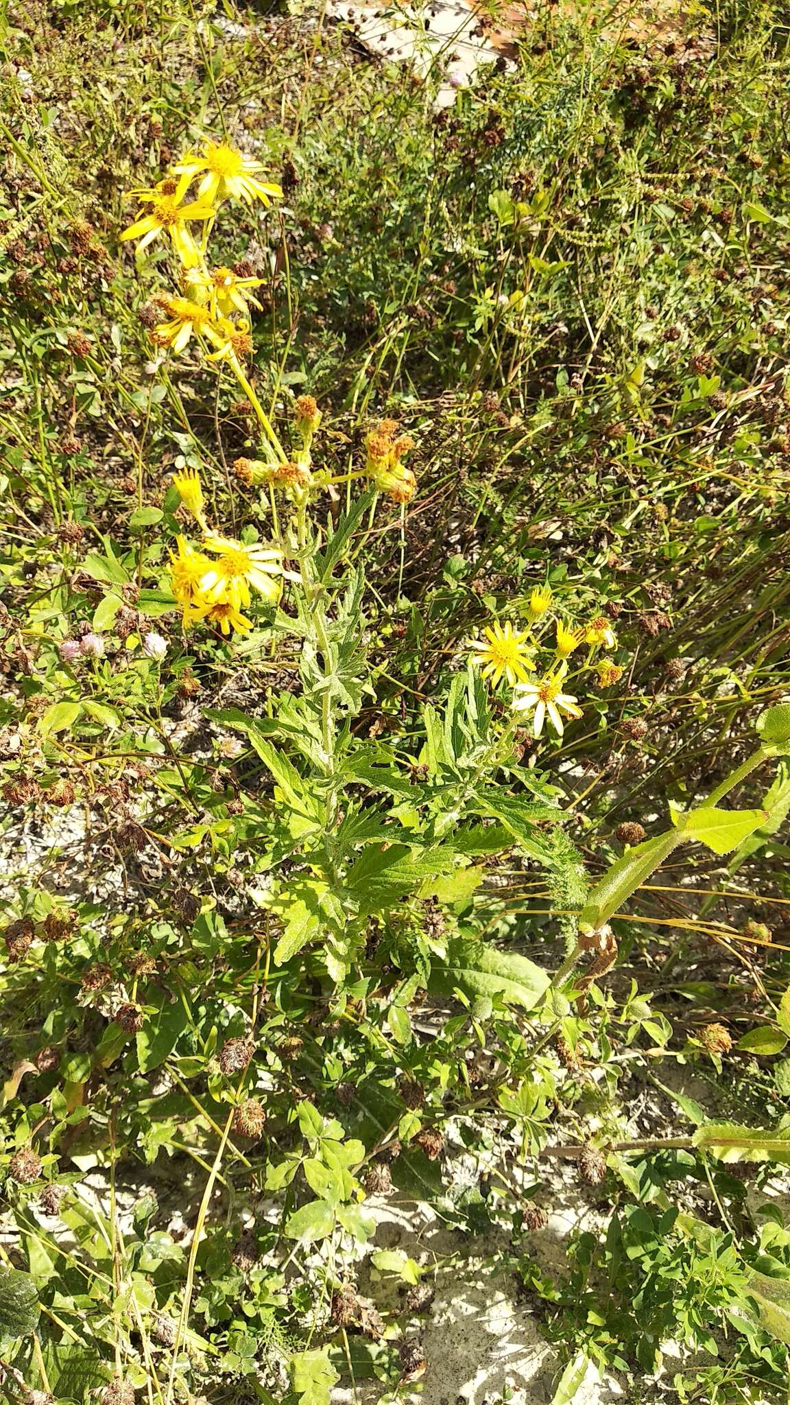 Jacobaea grandidentata (Ledeb.) Vasjukov的圖片