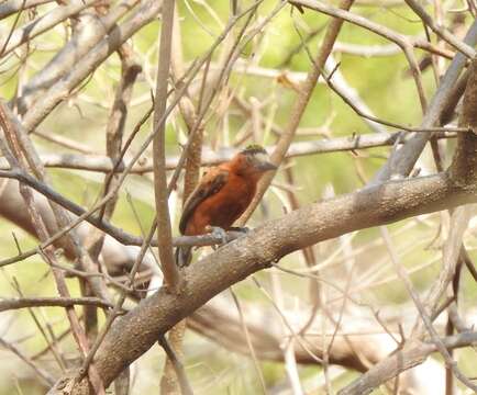 Image of Chestnut Piculet