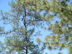 Image of Aztec Pine