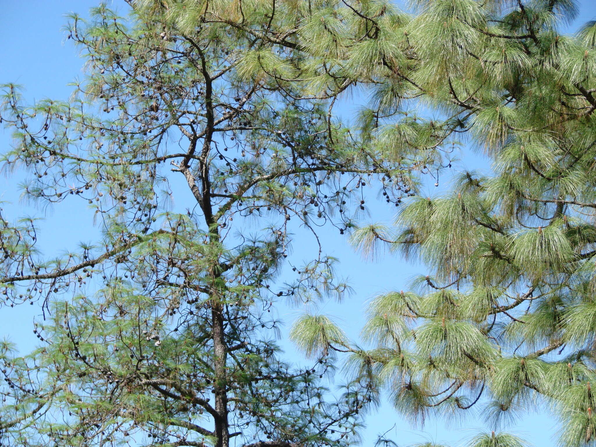 Image of Aztec Pine