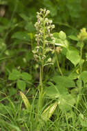 Himantoglossum hircinum (L.) Spreng. resmi