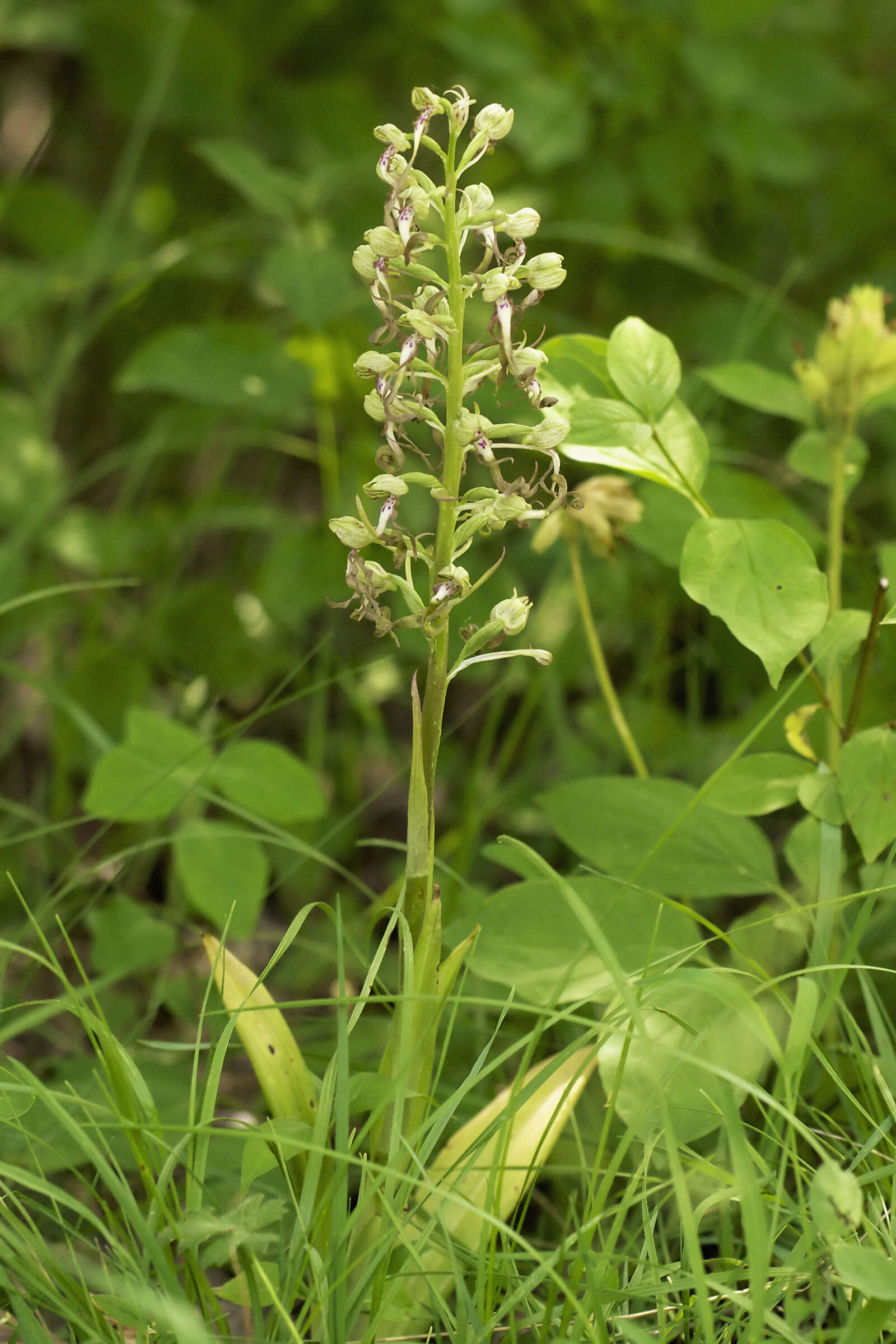 Himantoglossum hircinum (L.) Spreng. resmi