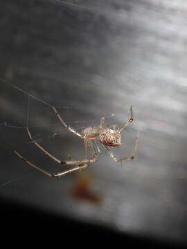 Image of Chrysso lingchuanensis Zhu & Zhang 1992