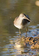 Image of Green Sandpiper