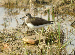 Image of Green Sandpiper