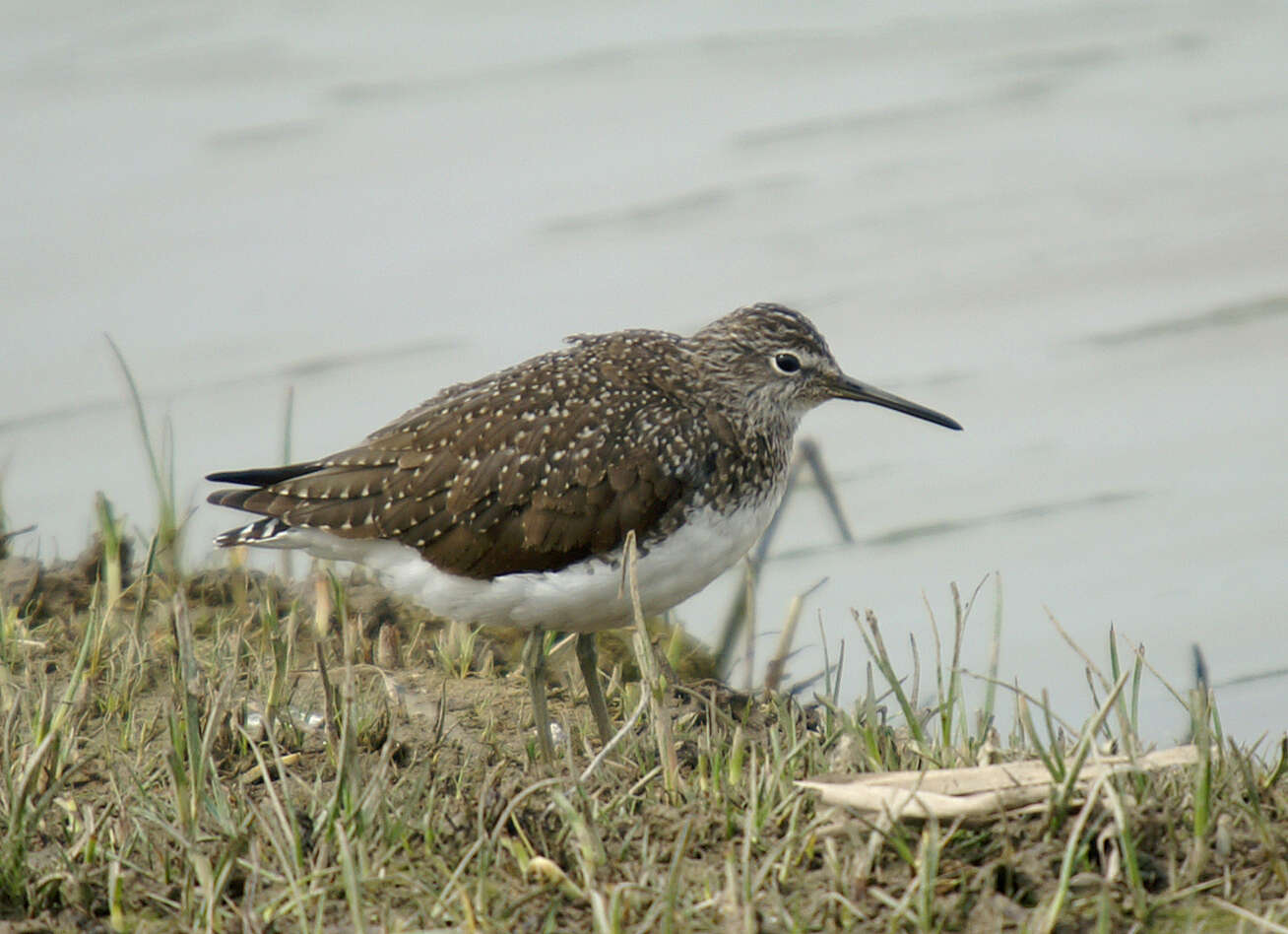 Image of Green Sandpiper