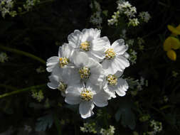 Image of silvery yarrow