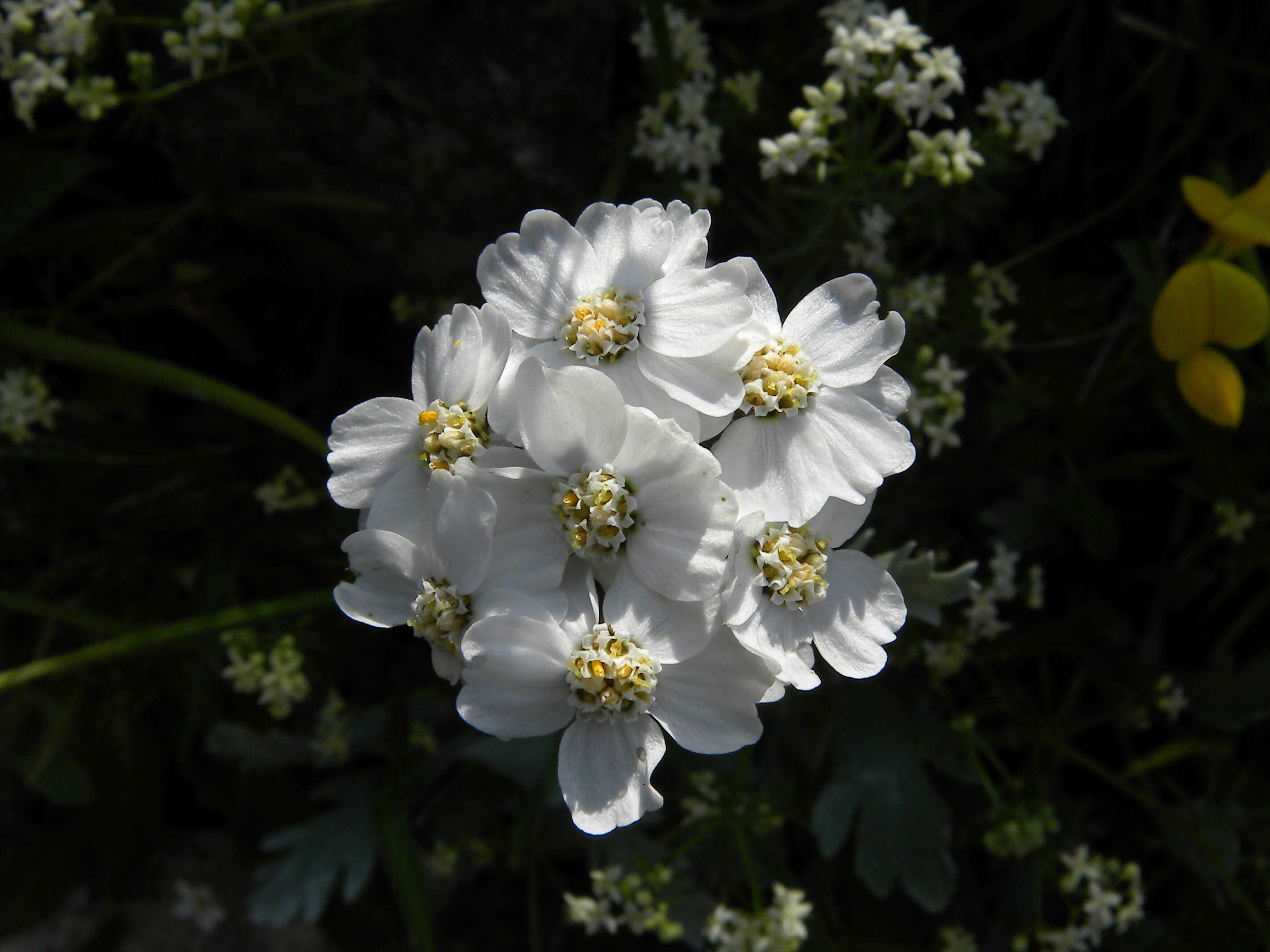 Image of silvery yarrow