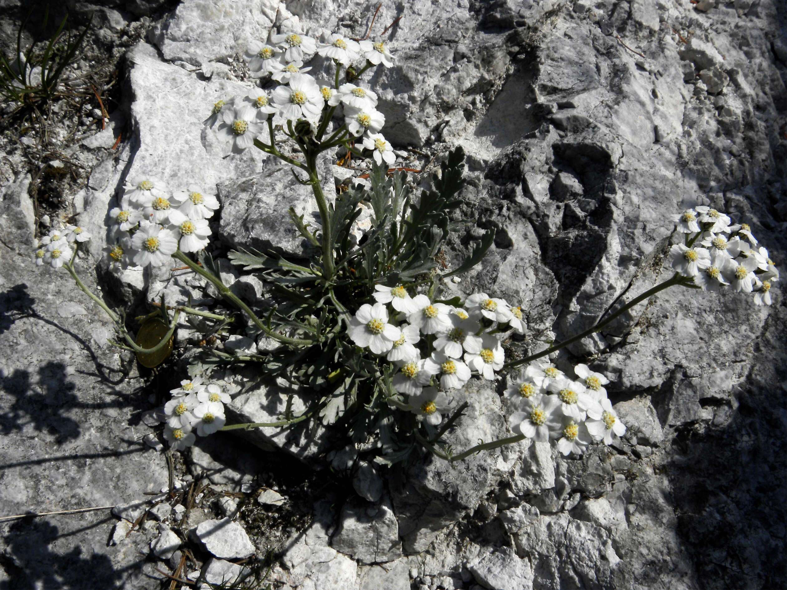 Achillea clavennae L. resmi