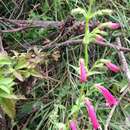 Image of Penstemon roseus (Sweet) G. Don