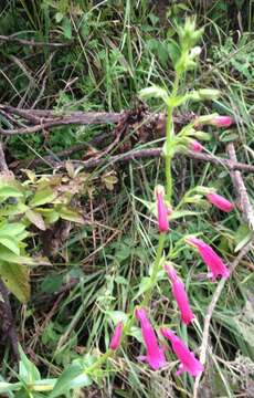 Penstemon roseus (Sweet) G. Don的圖片