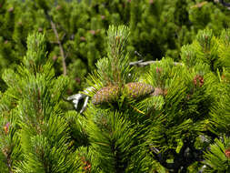 Image of Mountain Pine