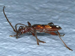 Image of Coptocercus biguttatus (Donovan 1805)