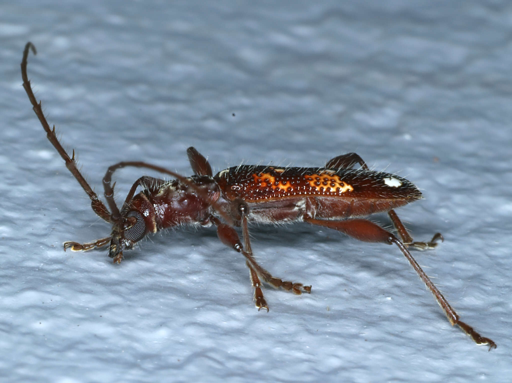 Image of Coptocercus biguttatus (Donovan 1805)