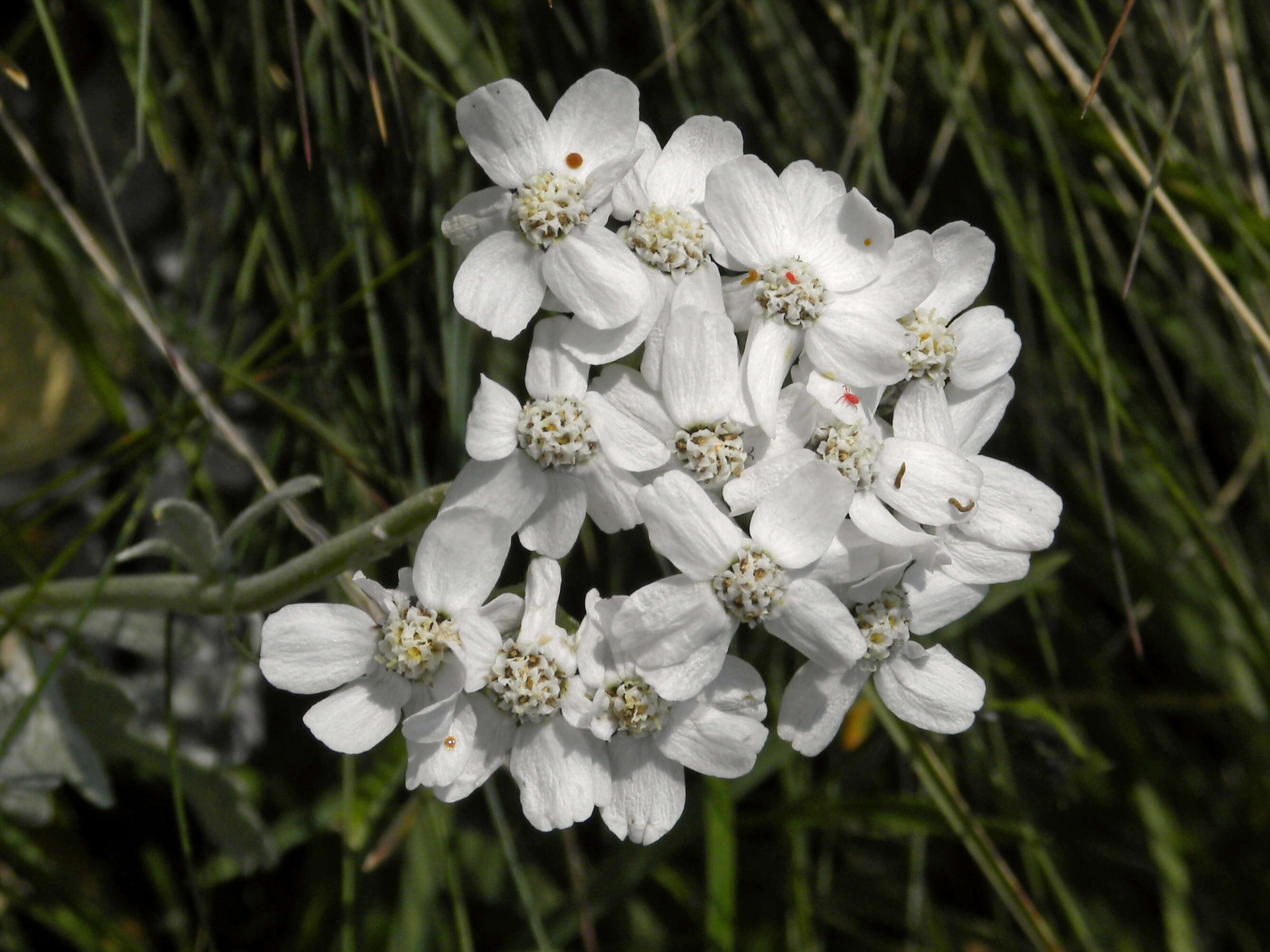 Image of silvery yarrow