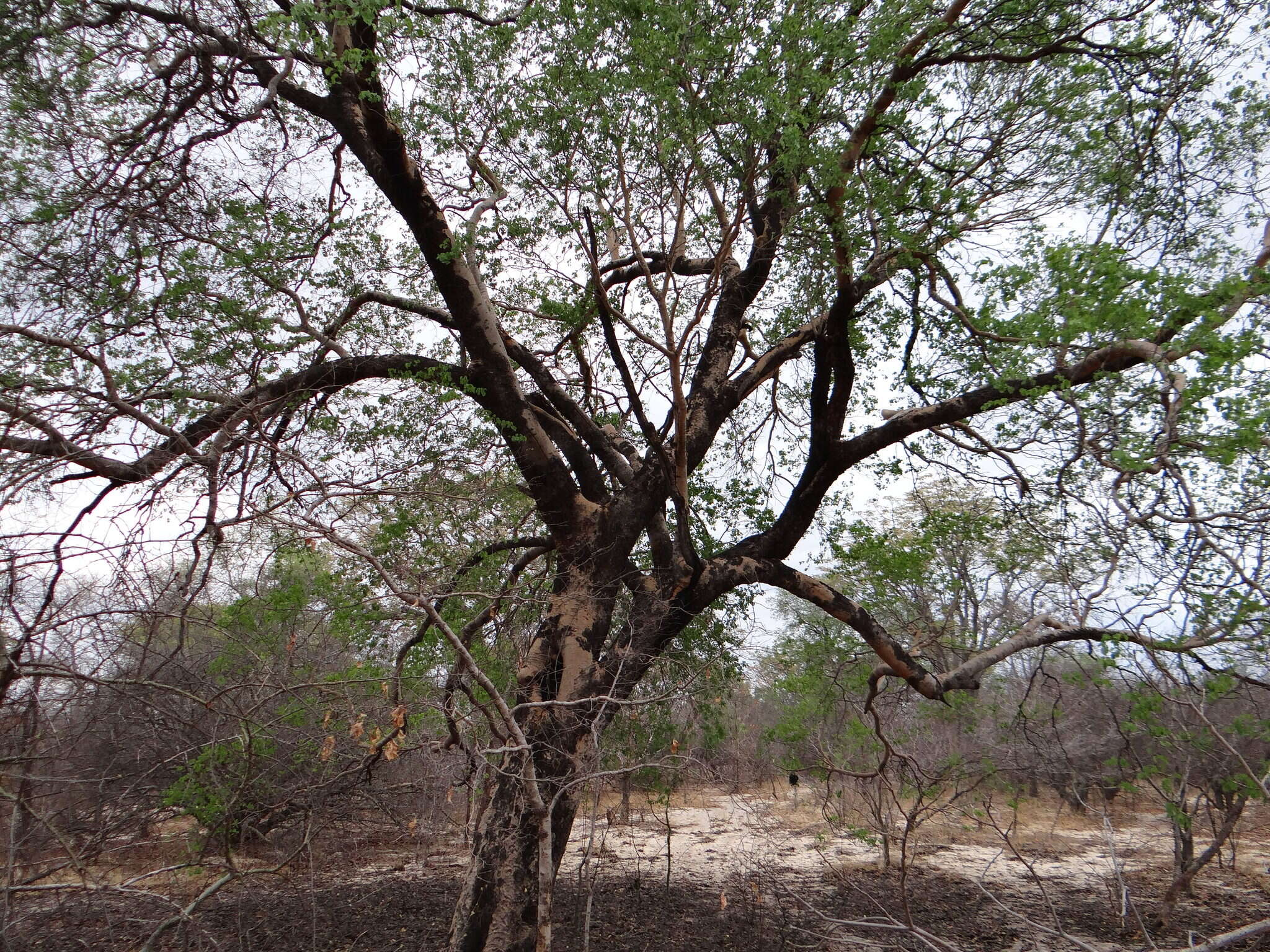 Image of Rhodesian copalwood