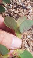 Image of Two-Leaf Sensitive-Pea