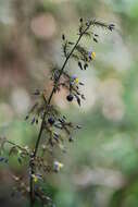 Image of Dianella tasmanica Hook. fil.