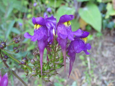 صورة Linaria triornithophora (L.) Willd.