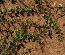 Image of Aptosimum decumbens Schinz