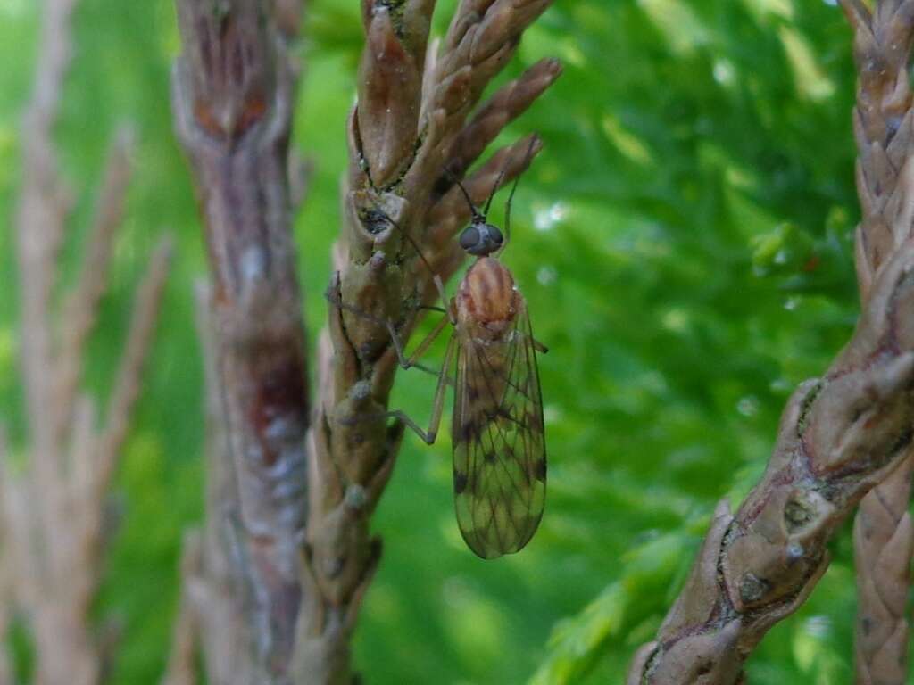 Image of Window Gnat