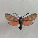 Image of Zygaena graslini Lederer 1855