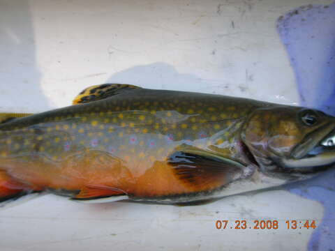 Image of brook trout