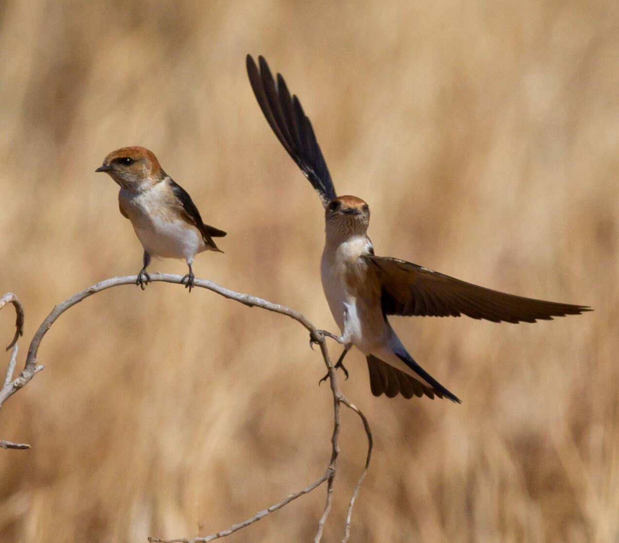 Image de Hirondelle ariel