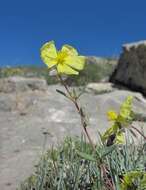 Image of Helianthemum dagestanicum