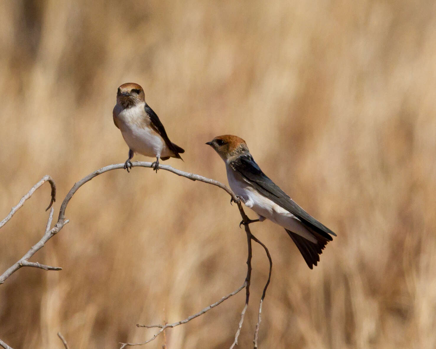 Image de Hirondelle ariel