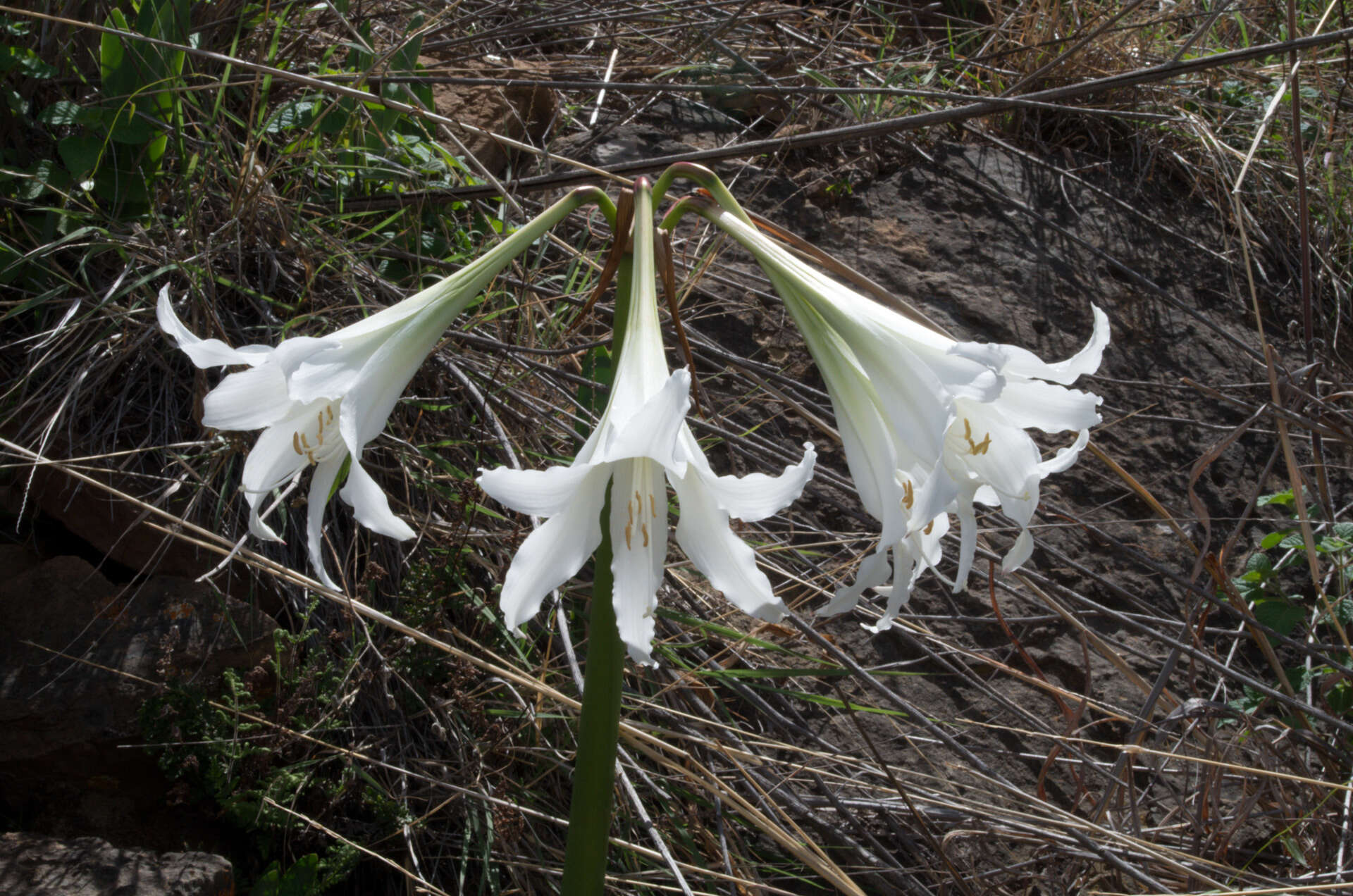 Imagem de Hippeastrum umabisanum (Cárdenas) Meerow