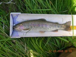 Image of Rainbow Trout