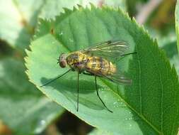 Image of Chrysopilus cristatus