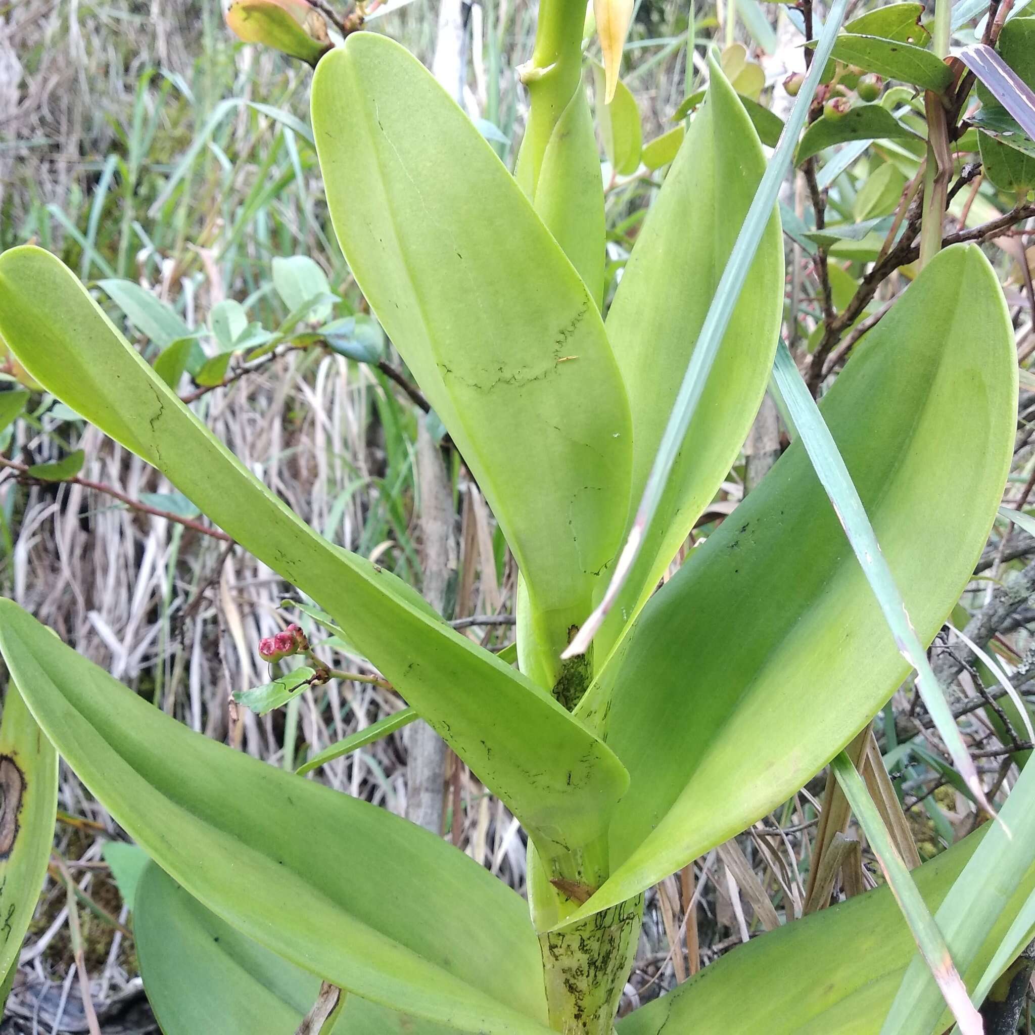 Image of Epidendrum lacustre Lindl.