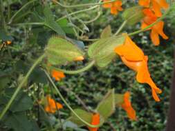 Image of Thunbergia gregorii S. Moore