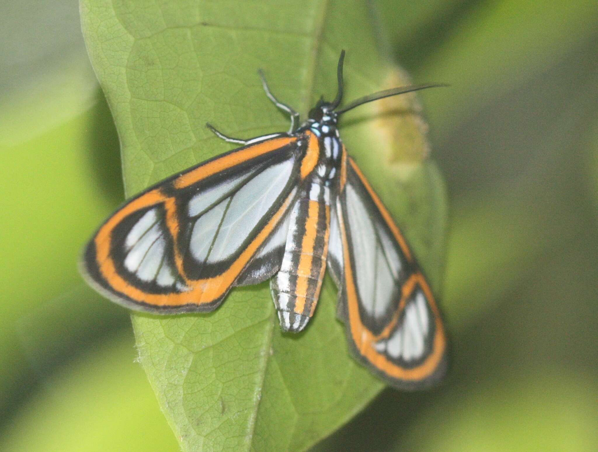 Image de Hyalurga fenestra Linnaeus 1758