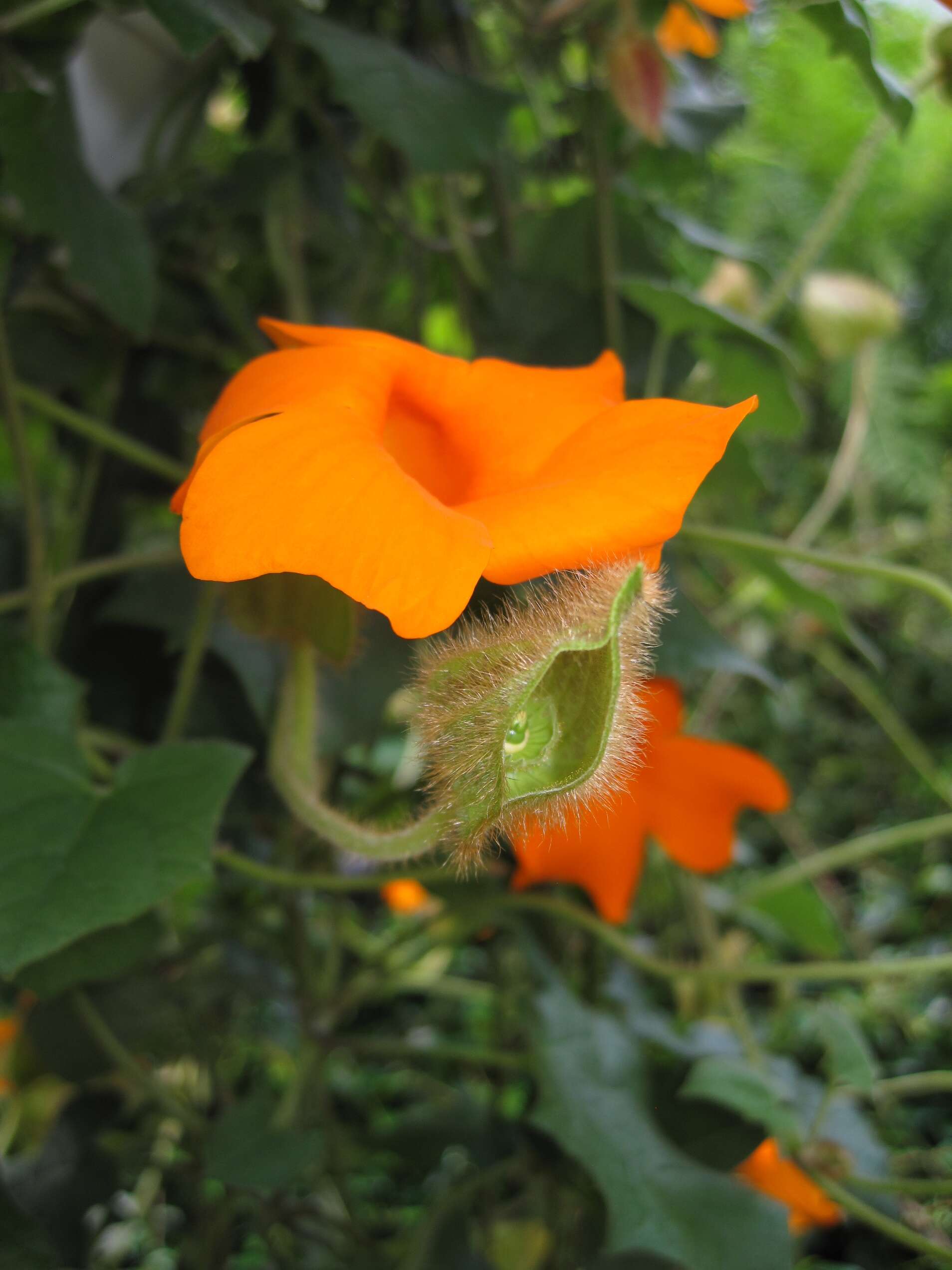 Image of Thunbergia gregorii S. Moore