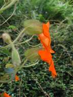 Image of Thunbergia gregorii S. Moore