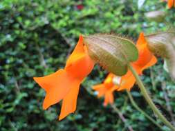 Image of Thunbergia gregorii S. Moore