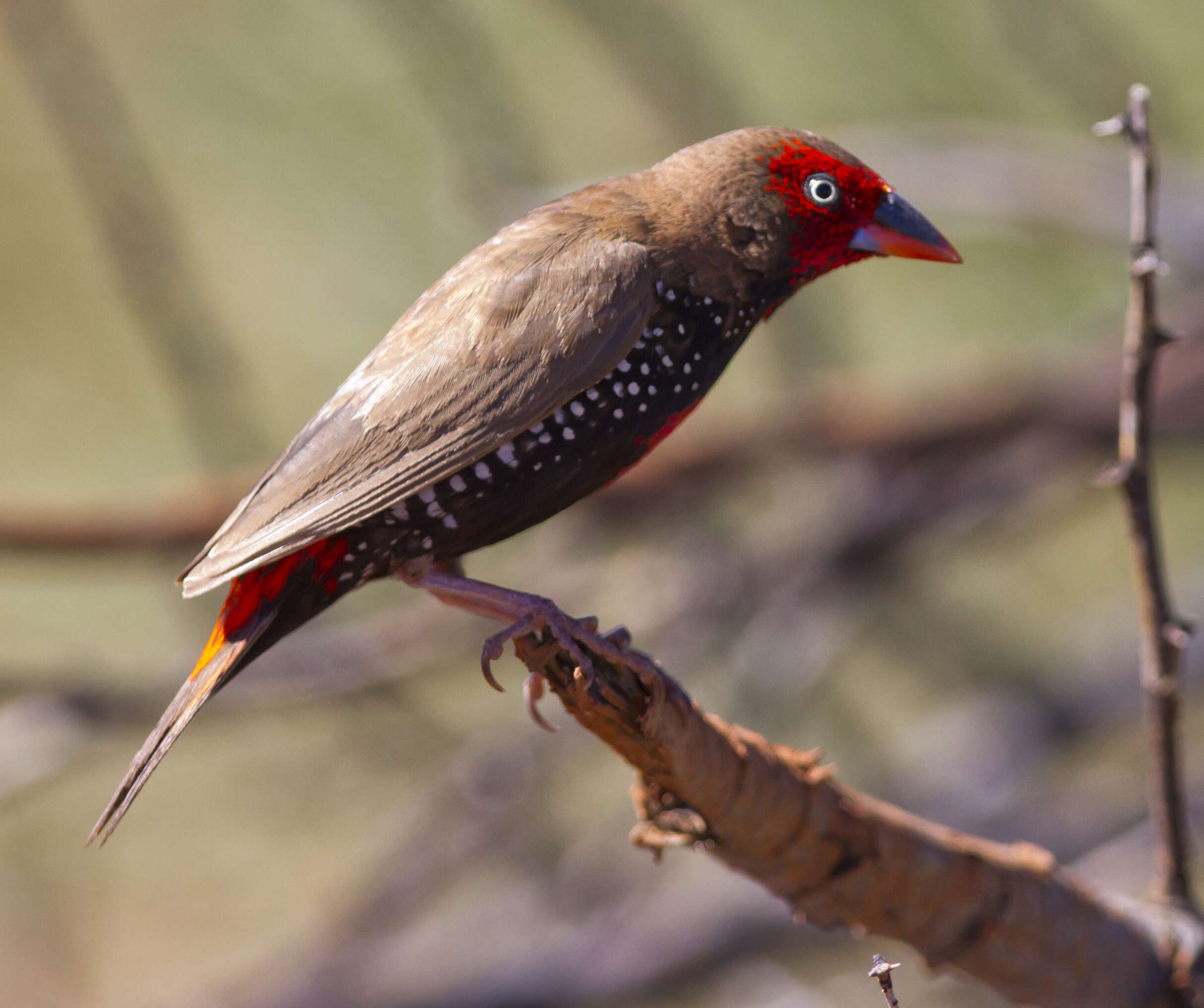 Image of Painted Finch