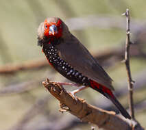 Image of Painted Finch