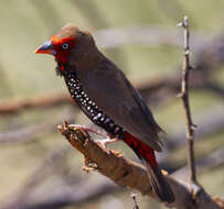 Image of Painted Finch