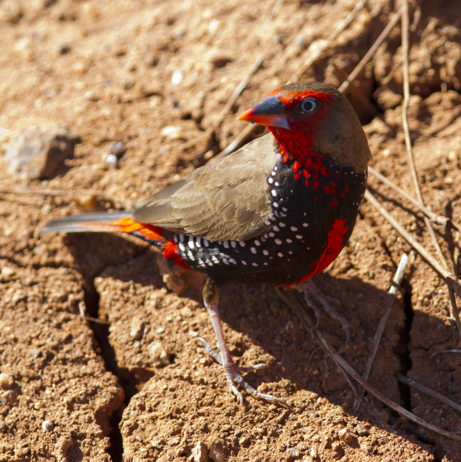 Image of Painted Finch