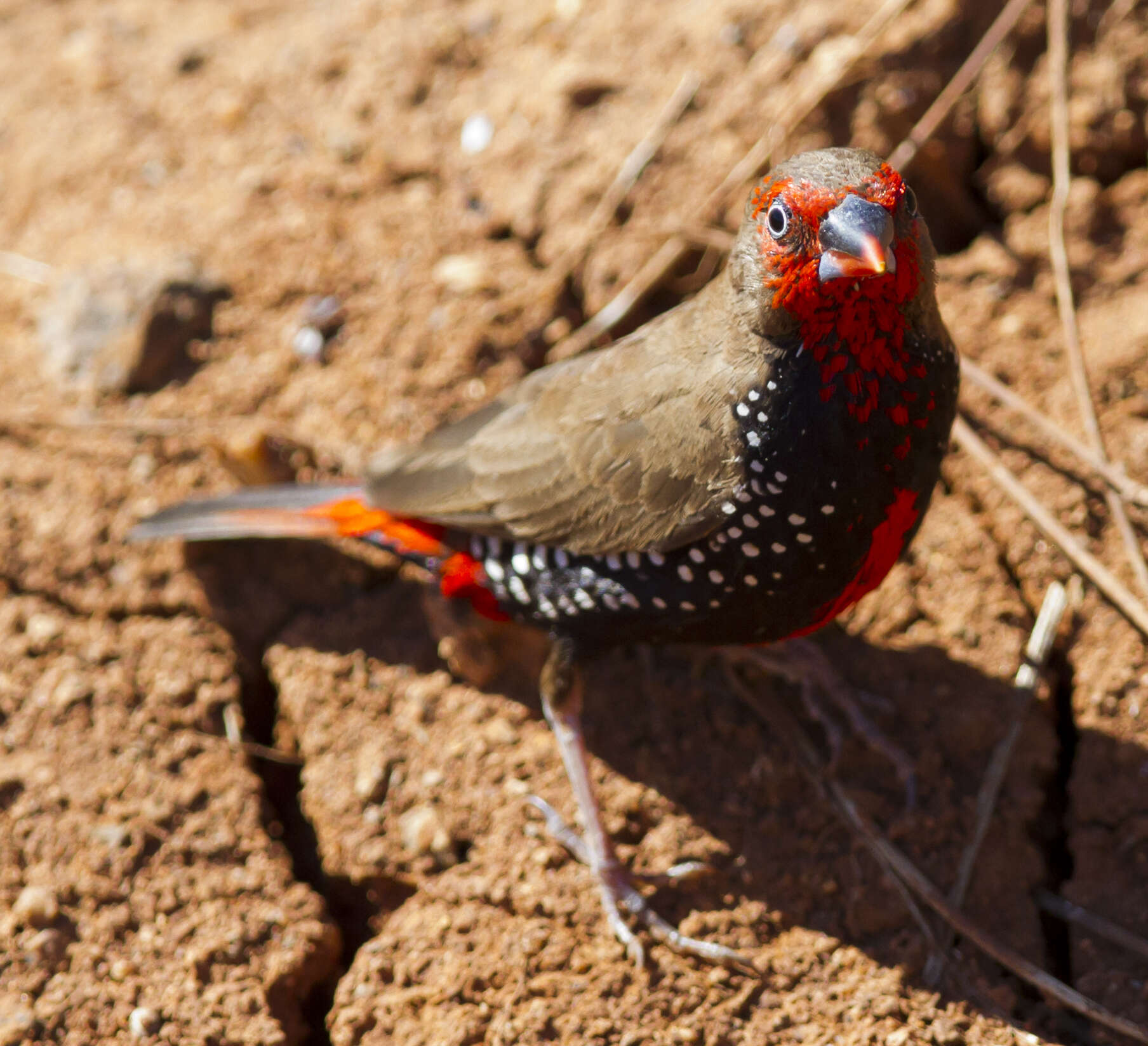 Image of Painted Finch