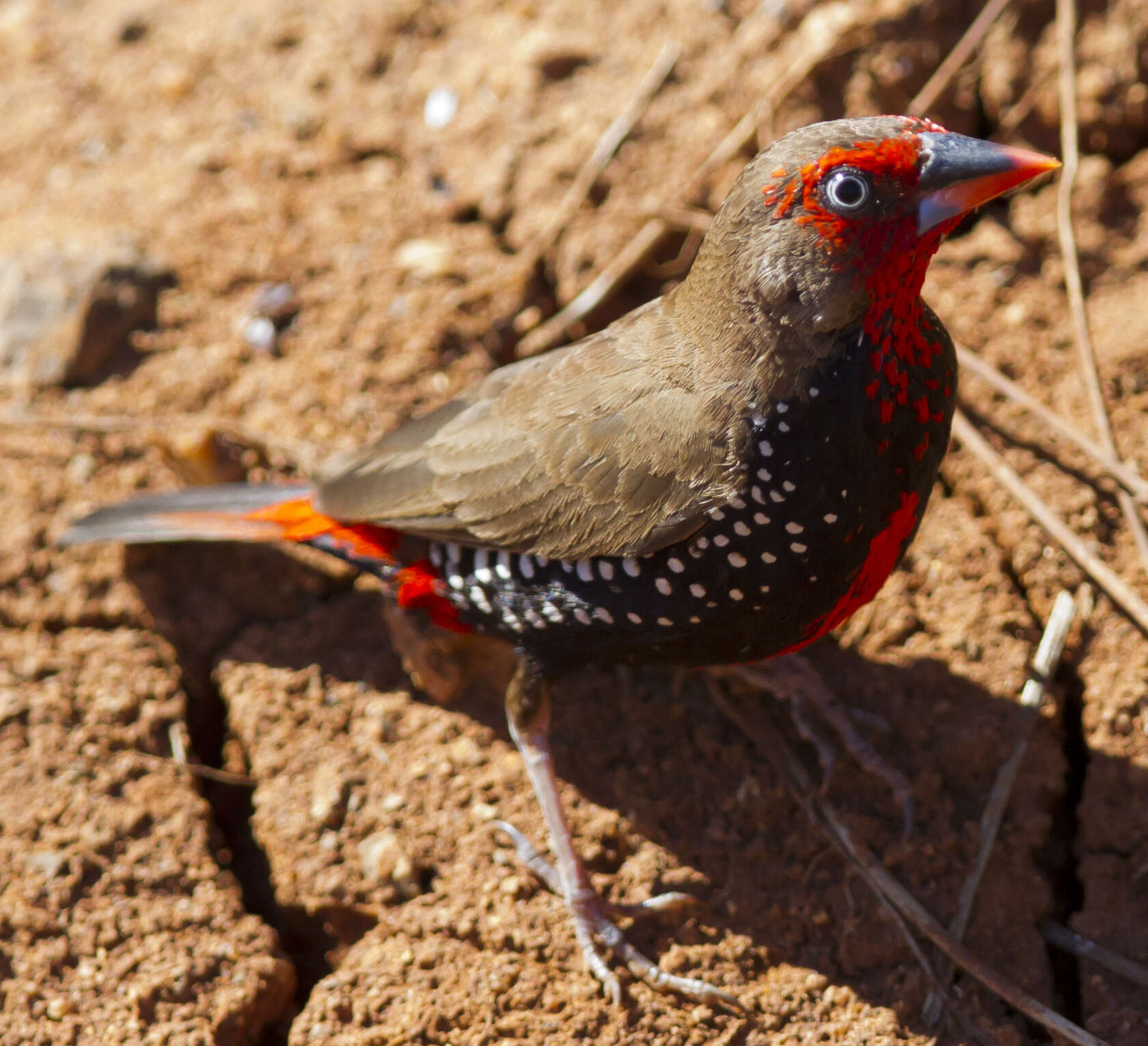 Image of Painted Finch