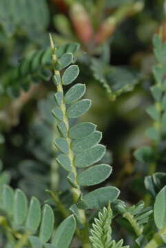 Image of <i>Astragalus terraccianoi</i>