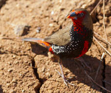 Image of Painted Finch