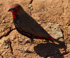 Image of Painted Finch